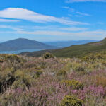 Moorland in Tongariro