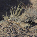 Great Gerbil is preparing for the winter saison - Sharyn Canyon